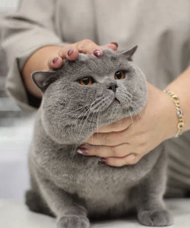 cat1